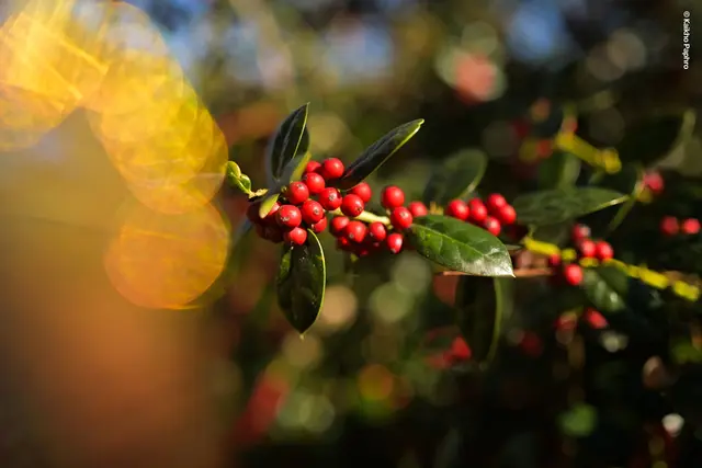 Lensbaby Omni Universal Expansion Pack With Rainbow 