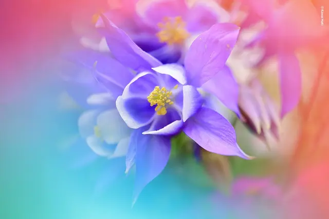 Lensbaby Omni Universal Expansion Pack With Rainbow 
