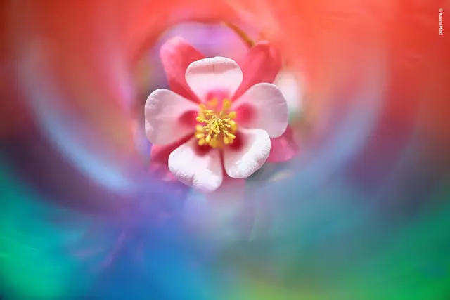 Lensbaby Omni Universal Expansion Pack With Rainbow 
