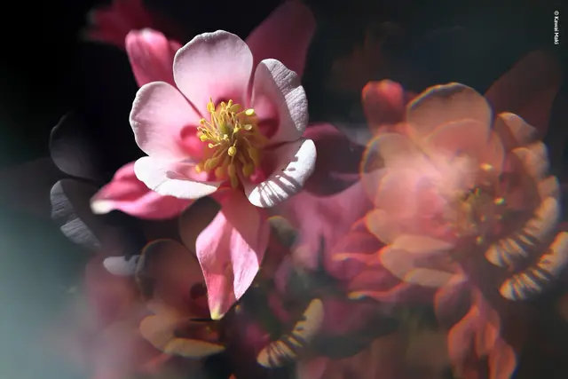 Lensbaby Omni Universal Expansion Pack With Rainbow 