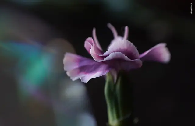 Lensbaby Omni Universal Expansion Pack With Rainbow 