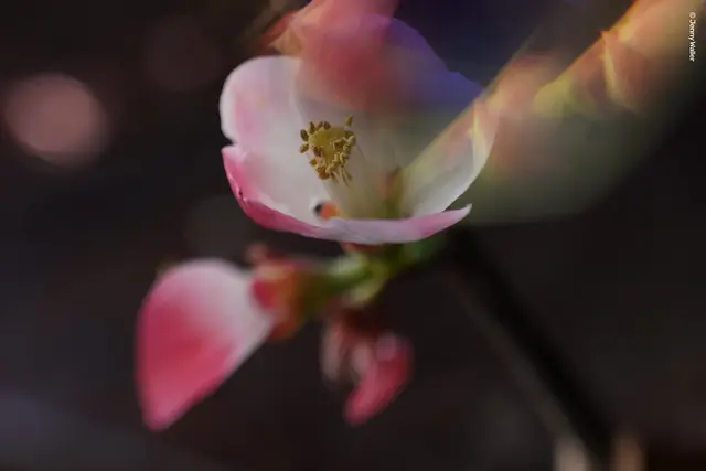 Lensbaby Omni Universal Expansion Pack With Rainbow 