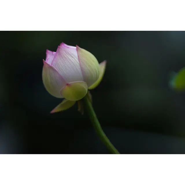 Sigma 85mm f/1.4 DG DN ART For L-mount 