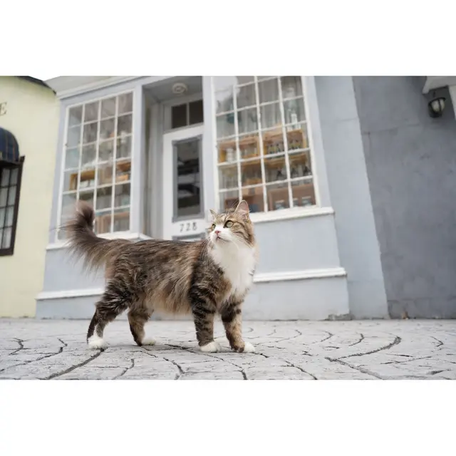 Sony E 28-60mm f/4-5.6 