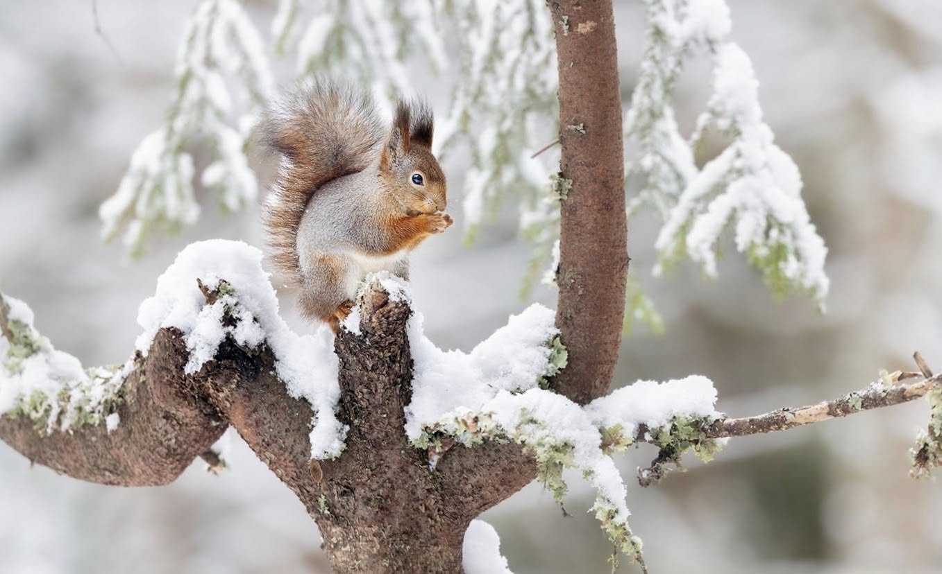 Ekorn fotografert av Kai Jensen
