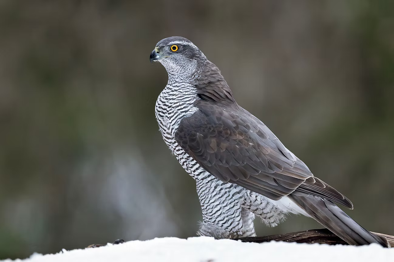 Hønsehauk fotografert av Kai Jensen