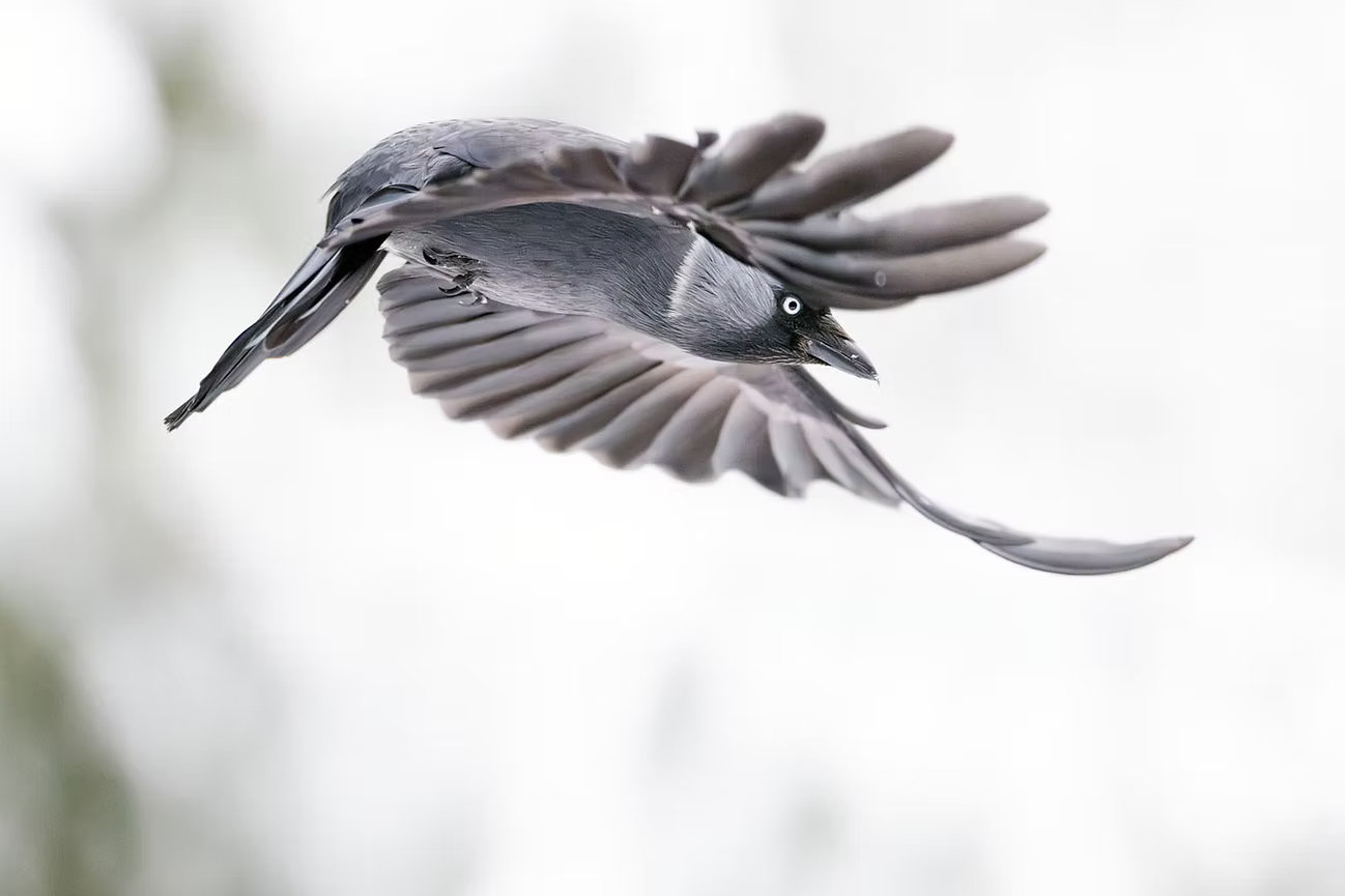 Kaie i flukt fotografert av Kai Jensen